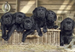 Chiots labradors noirs