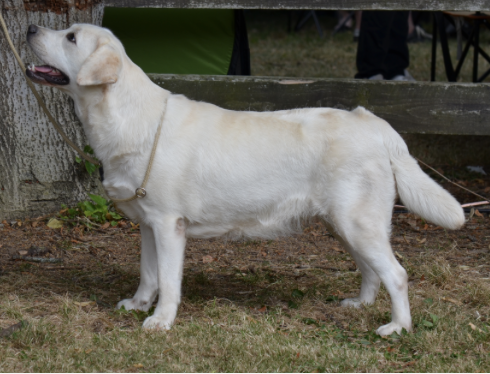 Trinita femelle sable