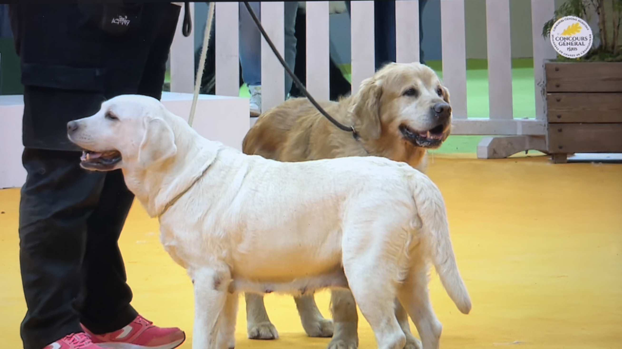 salon de l'agriculture