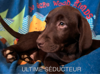 chiot 2 mois