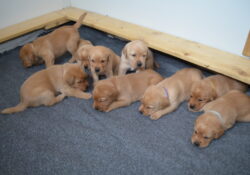 labrador 2 semaines