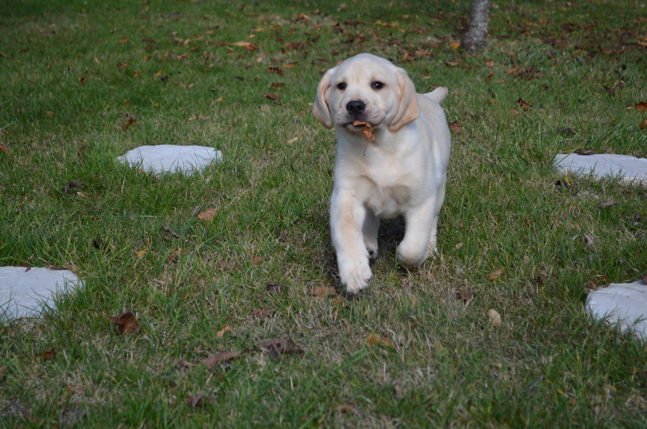 chiot