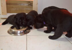 chiots bouillie