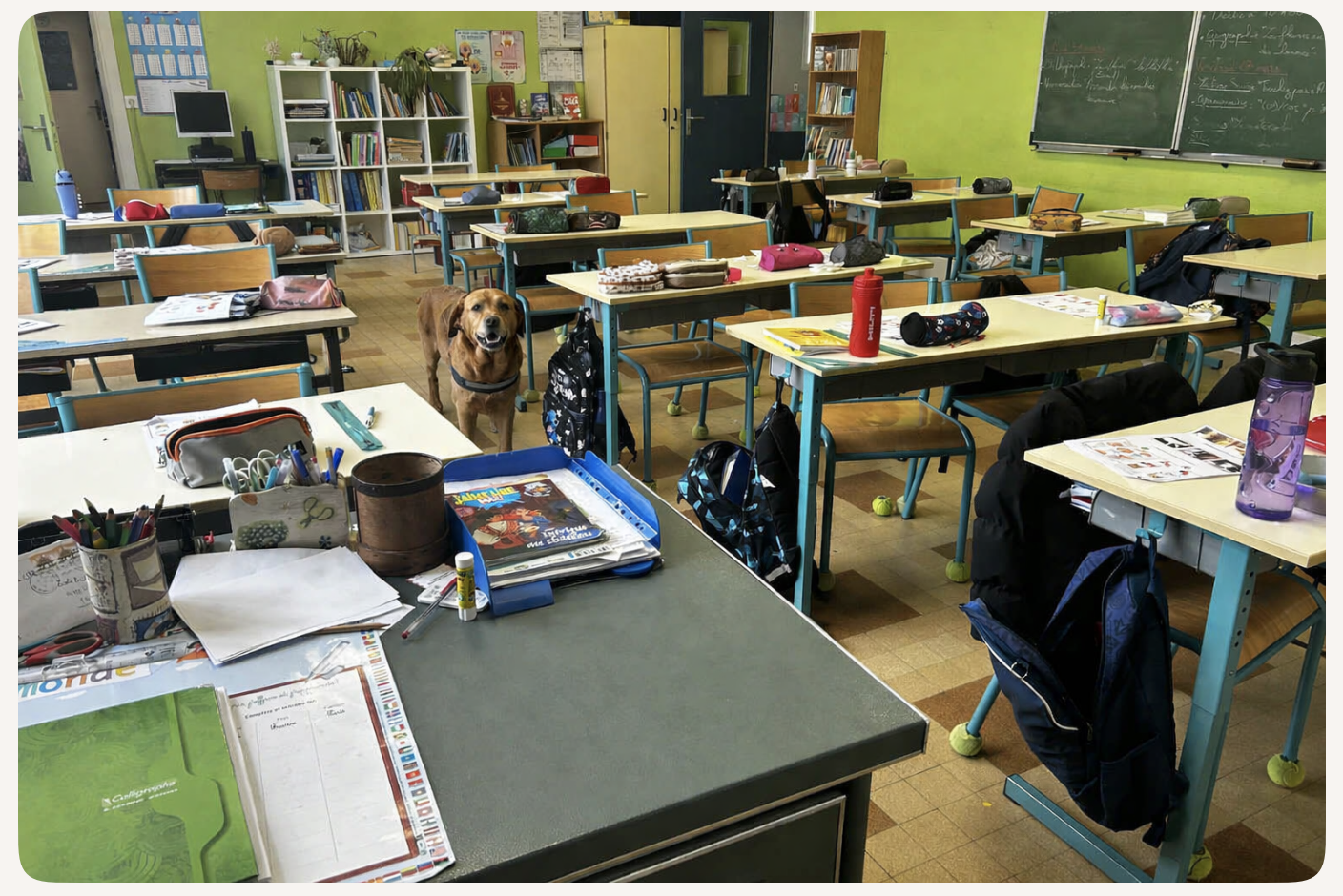 médiation animale école