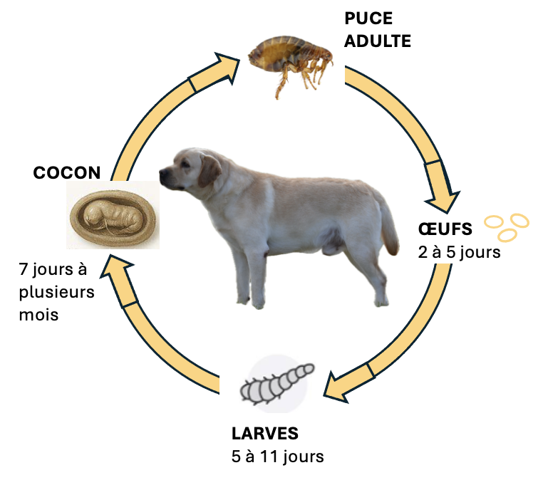 cycle vie puce chien