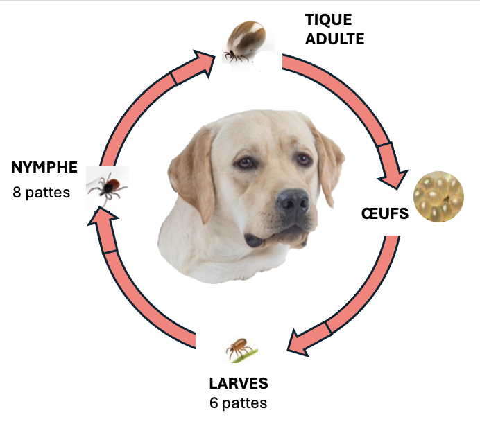 cycle de vie tique