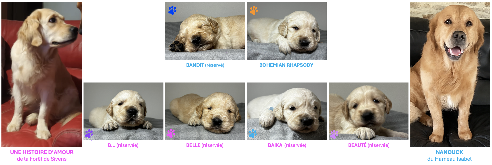 chiots Golden