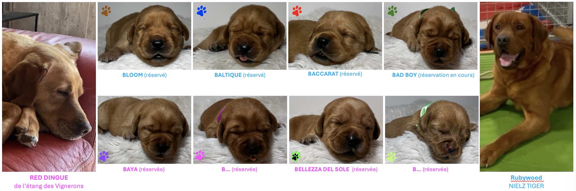 chiots red fox