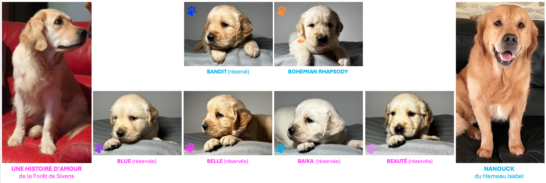 chiots golden