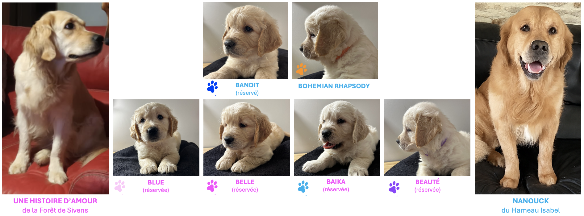 chiots golden