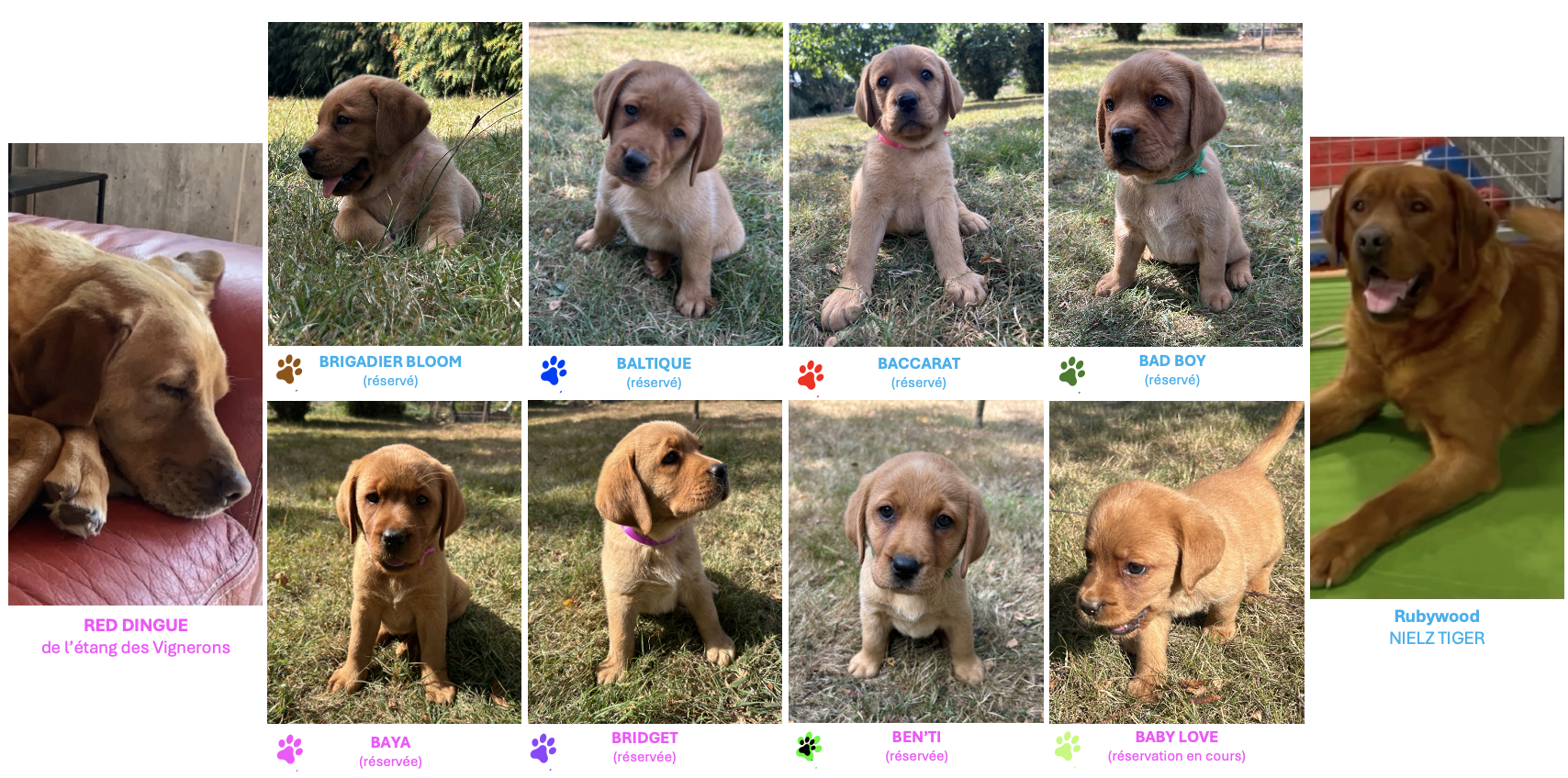 chiots red fox