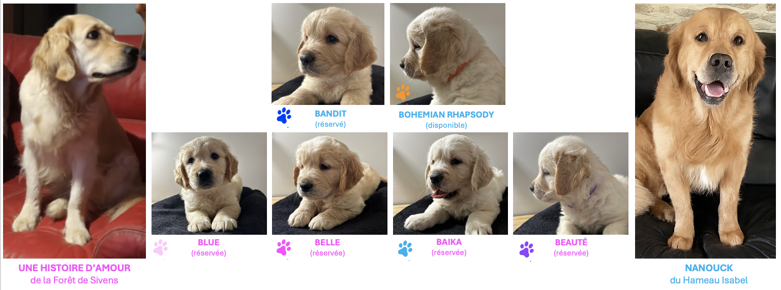 chiots golden