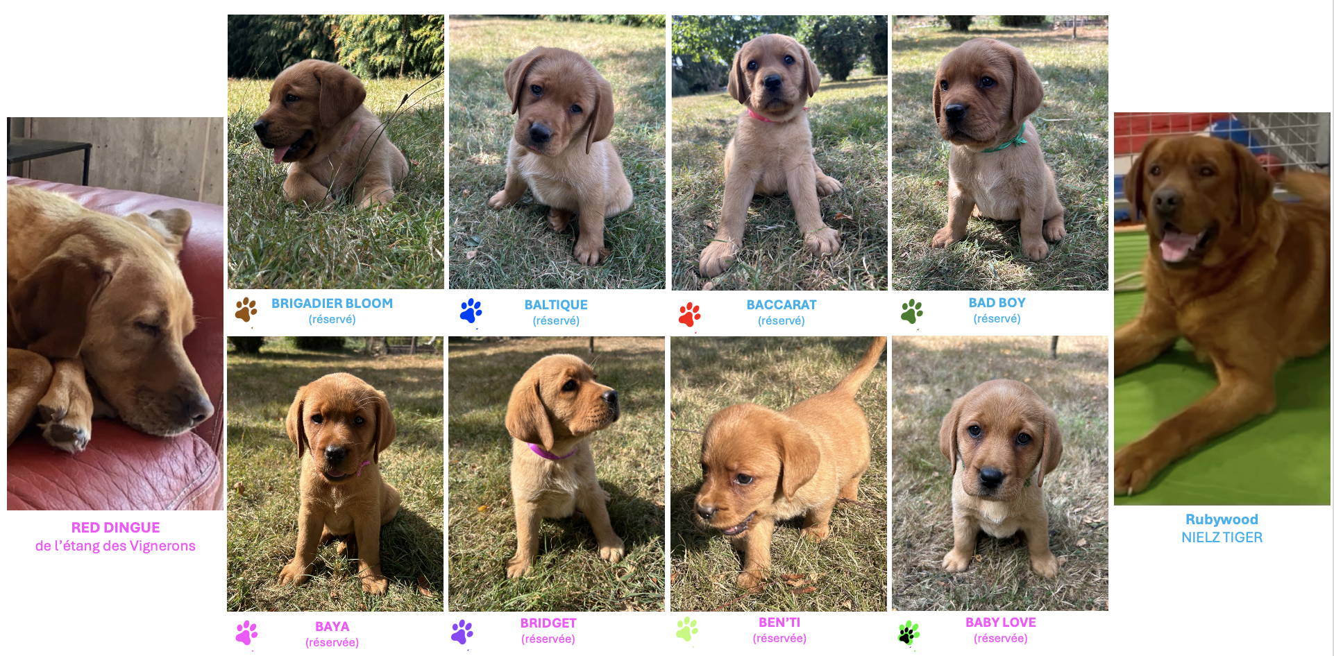 chiots red fox