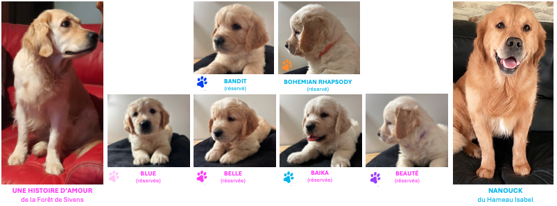 chiots golden