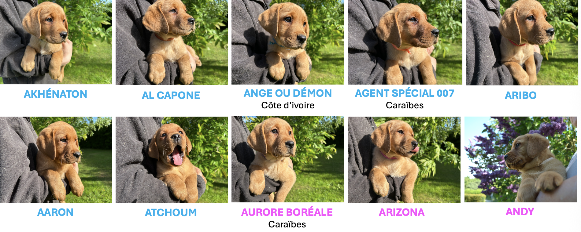 chiots red fox