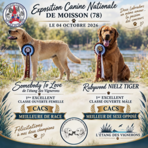 Exposition canine