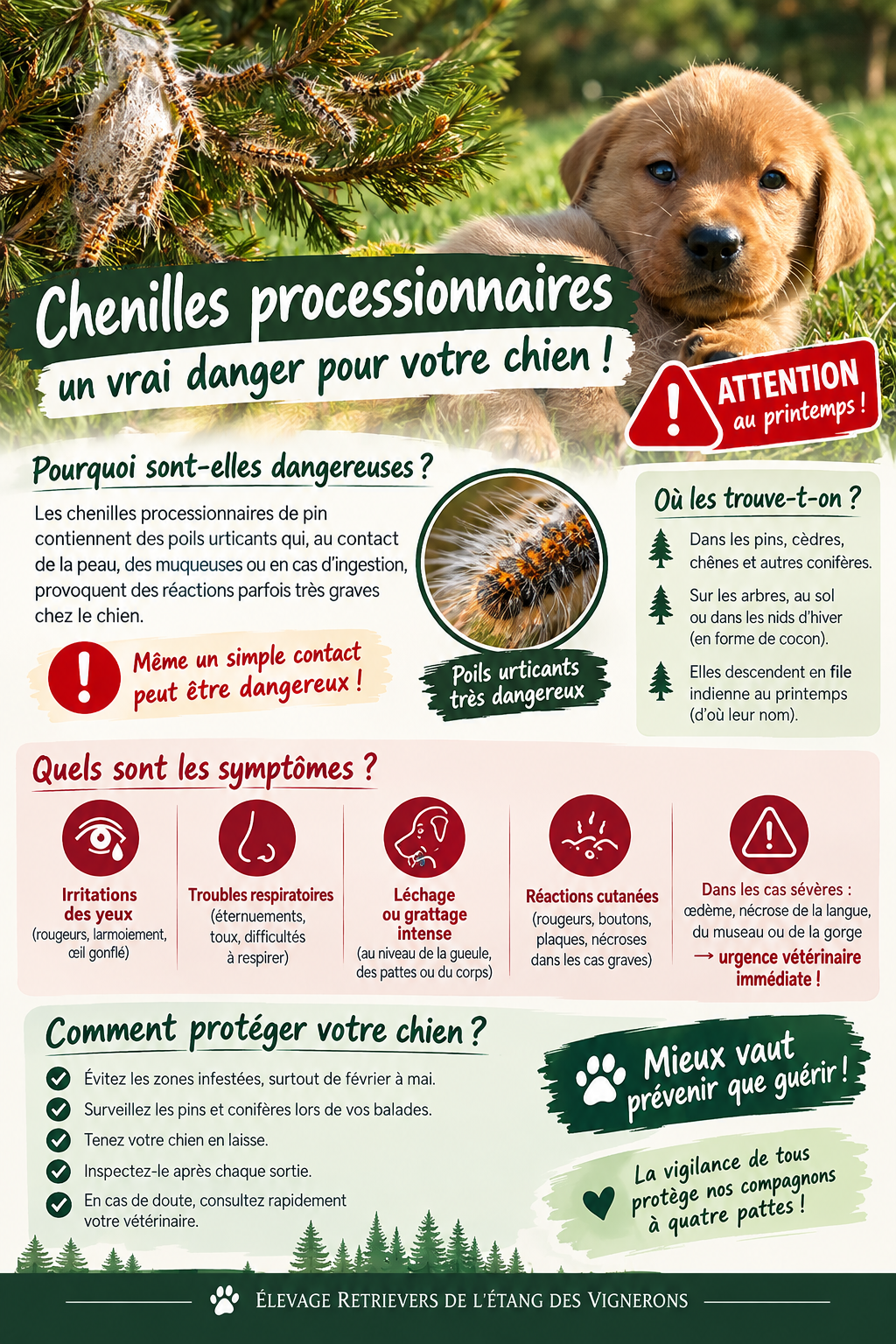 Dangers chenilles processionnaires