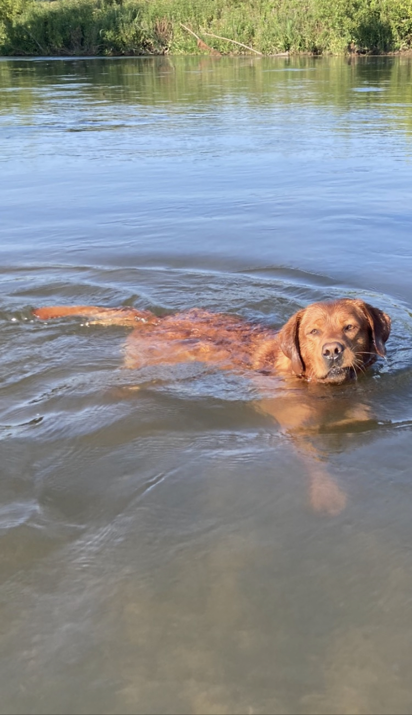 labrador red fox à l'eau