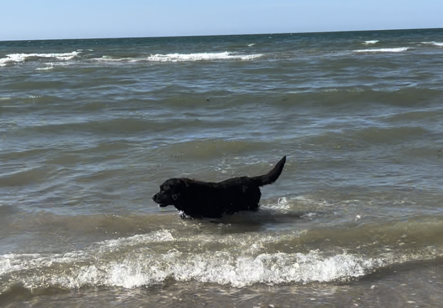 labrador noir à l'eau